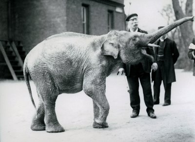 Un bébé éléphant d